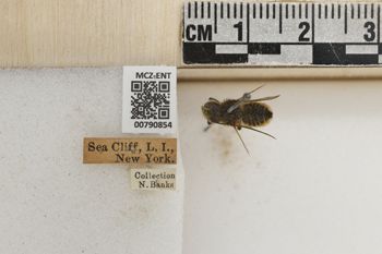 Media type: image;   Entomology 790854 Aspect: Labels